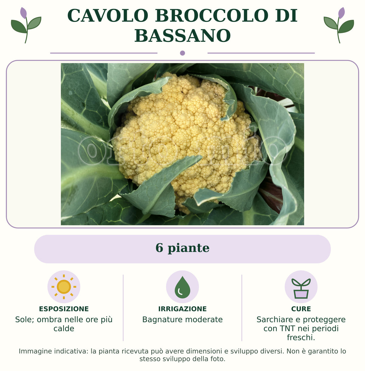 Cavolo Broccolo di Bassano: 6 piante. Sole; ombra nelle ore più calde. Bagnature moderate. Sarchiare e proteggere con TNT nei periodi freschi.. Immagine indicativa.
