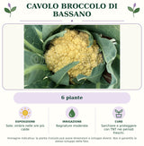 Cavolo Broccolo di Bassano: 6 piante. Sole; ombra nelle ore più calde. Bagnature moderate. Sarchiare e proteggere con TNT nei periodi freschi.. Immagine indicativa.