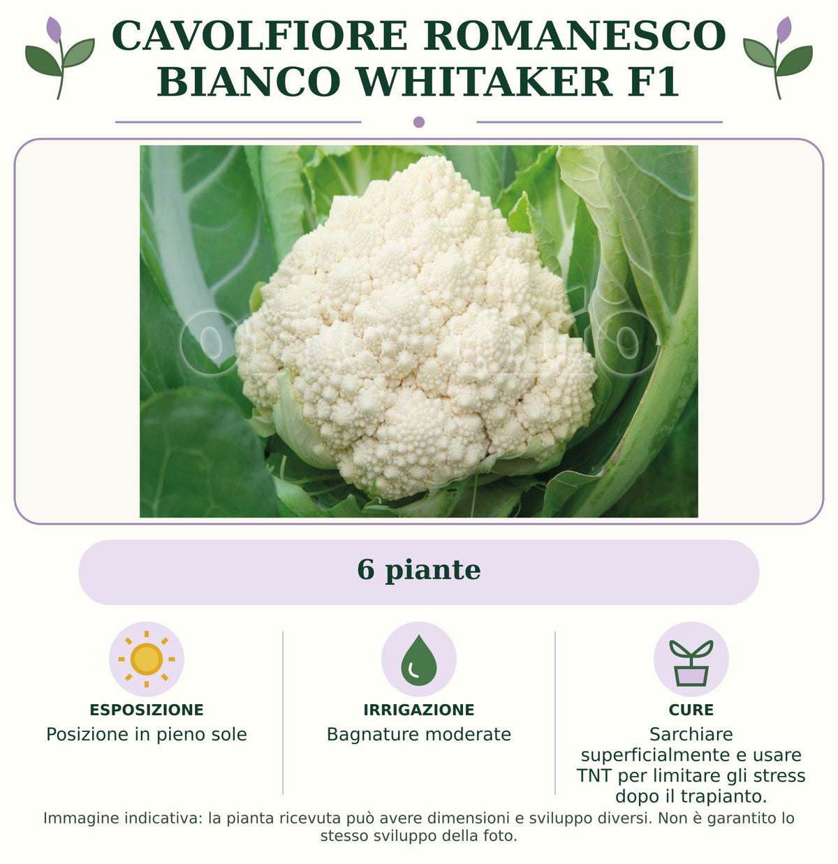 Cavolfiore Romanesco bianco Whitaker F1: 6 piante. Posizione in pieno sole. Bagnature moderate. Sarchiare superficialmente e usare TNT per limitare gli stress dopo il trapianto.. Immagine indicativa.