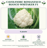 Cavolfiore Romanesco bianco Whitaker F1: 6 piante. Posizione in pieno sole. Bagnature moderate. Sarchiare superficialmente e usare TNT per limitare gli stress dopo il trapianto.. Immagine indicativa.