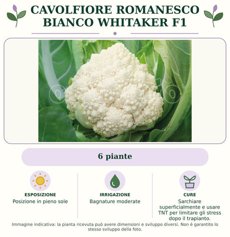 Cavolfiore Romanesco bianco Whitaker F1: 6 piante. Posizione in pieno sole. Bagnature moderate. Sarchiare superficialmente e usare TNT per limitare gli stress dopo il trapianto.. Immagine indicativa.