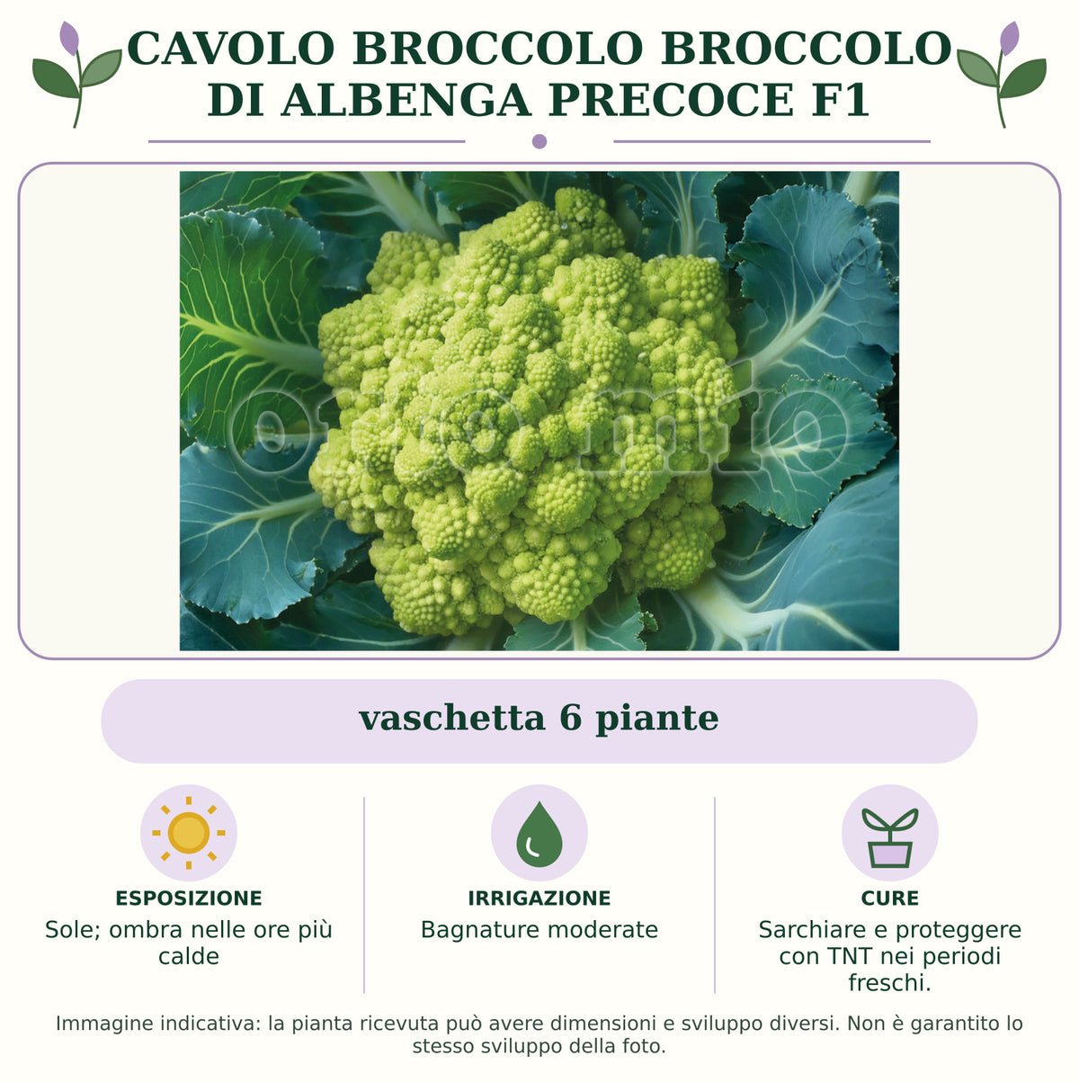 Cavolo broccolo Broccolo di Albenga precoce F1: vaschetta 6 piante. Sole; ombra nelle ore più calde. Bagnature moderate. Sarchiare e proteggere con TNT nei periodi freschi.. Immagine indicativa.