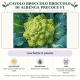 Cavolo broccolo Broccolo di Albenga precoce F1: vaschetta 6 piante. Sole; ombra nelle ore più calde. Bagnature moderate. Sarchiare e proteggere con TNT nei periodi freschi.. Immagine indicativa.