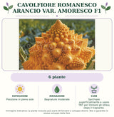 Cavolfiore Romanesco Arancio var. Amoresco F1: 6 piante. Posizione in pieno sole. Bagnature moderate. Sarchiare superficialmente e usare TNT per limitare gli stress dopo il trapianto.. Immagine indicativa.