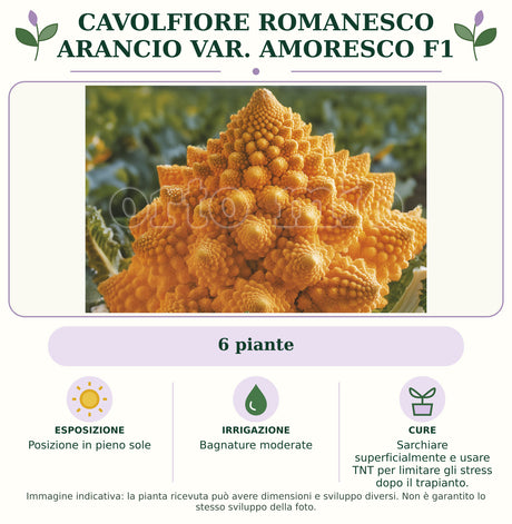 Cavolfiore Romanesco Arancio var. Amoresco F1: 6 piante. Posizione in pieno sole. Bagnature moderate. Sarchiare superficialmente e usare TNT per limitare gli stress dopo il trapianto.. Immagine indicativa.