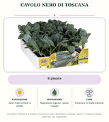 Cavolo nero di Toscana: 6 piante. Sole; mezz’ombra in estate. Bagnature regolari, senza ristagni. Prelevare le foglie esterne. Immagine indicativa.