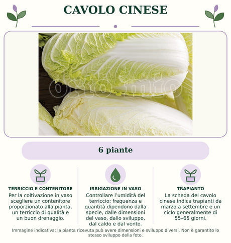 Cavolo cinese: 6 piante. Per la coltivazione in vaso scegliere un contenitore proporzionato alla pianta, un terriccio di qualità e un buon drenaggio.. Controllare l’umidità del terriccio: frequenza e quantità dipendono dalla specie, dalle dimensioni del vaso, dallo sviluppo, dal caldo e dal vento.. La scheda del cavolo cinese indica trapianti da marzo a settembre e un ciclo generalmente di 55–65 giorni.. Immagine indicativa.