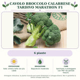 Cavolo Broccolo Calabrese tardivo Marathon F1: 6 piante. Sole; ombra nelle ore più calde. Bagnature moderate. Sarchiare e proteggere con TNT nei periodi freschi.. Immagine indicativa.
