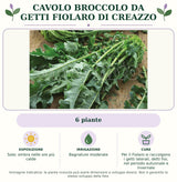 Cavolo broccolo da getti Fiolaro di Creazzo: 6 piante. Sole; ombra nelle ore più calde. Bagnature moderate. Per il Fiolaro si raccolgono i getti laterali, detti fioi, nel periodo autunnale e invernale. Immagine indicativa.