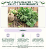 Cavolo broccolo getti e foglie (Colza) o Broccolo Rapino: 6 piante. Per la coltivazione in vaso scegliere un contenitore proporzionato alla pianta, un terriccio di qualità e un buon drenaggio.. Controllare l’umidità del terriccio: frequenza e quantità dipendono dalla specie, dalle dimensioni del vaso, dallo sviluppo, dal caldo e dal vento.. Il Rapino sviluppa una pianta vigorosa, anche oltre un metro: lasciare spazio e prevenire la siccità.. Immagine indicativa.