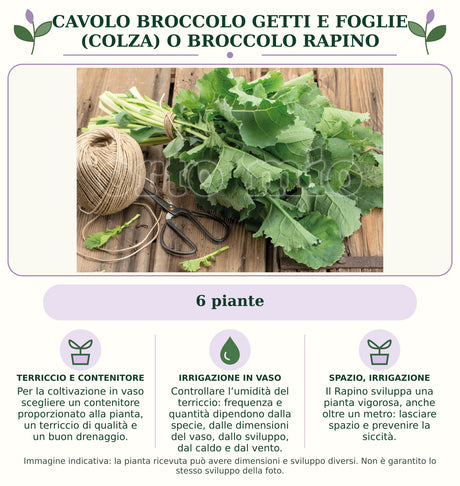 Cavolo broccolo getti e foglie (Colza) o Broccolo Rapino: 6 piante. Per la coltivazione in vaso scegliere un contenitore proporzionato alla pianta, un terriccio di qualità e un buon drenaggio.. Controllare l’umidità del terriccio: frequenza e quantità dipendono dalla specie, dalle dimensioni del vaso, dallo sviluppo, dal caldo e dal vento.. Il Rapino sviluppa una pianta vigorosa, anche oltre un metro: lasciare spazio e prevenire la siccità.. Immagine indicativa.