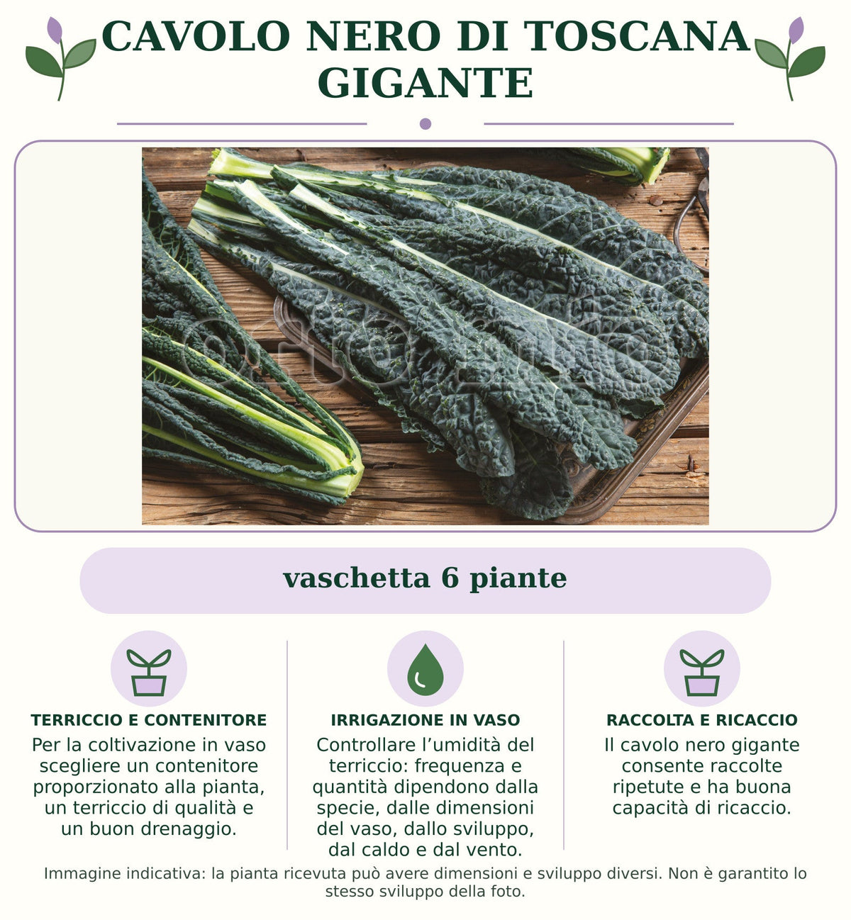 Cavolo nero di Toscana gigante: vaschetta 6 piante. Per la coltivazione in vaso scegliere un contenitore proporzionato alla pianta, un terriccio di qualità e un buon drenaggio.. Controllare l’umidità del terriccio: frequenza e quantità dipendono dalla specie, dalle dimensioni del vaso, dallo sviluppo, dal caldo e dal vento.. Il cavolo nero gigante consente raccolte ripetute e ha buona capacità di ricaccio.. Immagine indicativa.