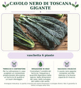 Cavolo nero di Toscana gigante: vaschetta 6 piante. Per la coltivazione in vaso scegliere un contenitore proporzionato alla pianta, un terriccio di qualità e un buon drenaggio.. Controllare l’umidità del terriccio: frequenza e quantità dipendono dalla specie, dalle dimensioni del vaso, dallo sviluppo, dal caldo e dal vento.. Il cavolo nero gigante consente raccolte ripetute e ha buona capacità di ricaccio.. Immagine indicativa.