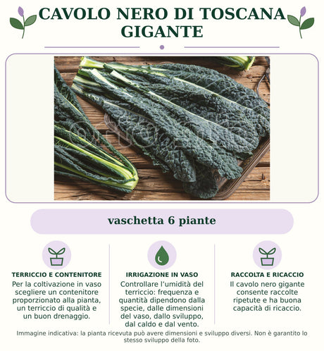 Cavolo nero di Toscana gigante: vaschetta 6 piante. Per la coltivazione in vaso scegliere un contenitore proporzionato alla pianta, un terriccio di qualità e un buon drenaggio.. Controllare l’umidità del terriccio: frequenza e quantità dipendono dalla specie, dalle dimensioni del vaso, dallo sviluppo, dal caldo e dal vento.. Il cavolo nero gigante consente raccolte ripetute e ha buona capacità di ricaccio.. Immagine indicativa.