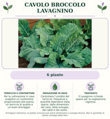 Cavolo broccolo Lavagnino: 6 piante. Per la coltivazione in vaso scegliere un contenitore proporzionato alla pianta, un terriccio di qualità e un buon drenaggio.. Controllare l’umidità del terriccio: frequenza e quantità dipendono dalla specie, dalle dimensioni del vaso, dallo sviluppo, dal caldo e dal vento.. Il Lavagnino richiede spazio per la vegetazione vigorosa.. Immagine indicativa.