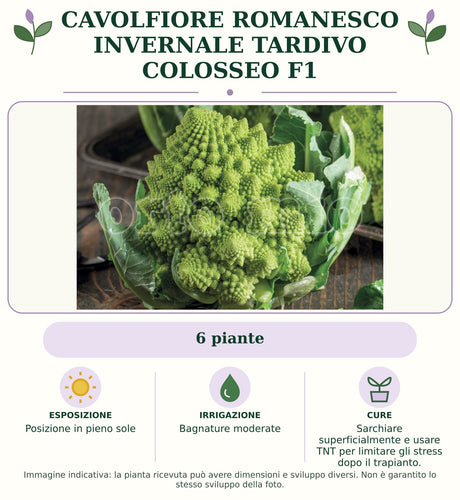 Cavolfiore Romanesco invernale tardivo Colosseo F1: 6 piante. Posizione in pieno sole. Bagnature moderate. Sarchiare superficialmente e usare TNT per limitare gli stress dopo il trapianto.. Immagine indicativa.