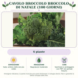 Cavolo Broccolo Broccolo di Natale (100 giorni): 6 piante. Sole; ombra nelle ore più calde. Bagnature moderate. Sarchiare e proteggere con TNT nei periodi freschi.. Immagine indicativa.