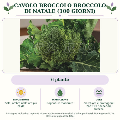 Cavolo Broccolo Broccolo di Natale (100 giorni): 6 piante. Sole; ombra nelle ore più calde. Bagnature moderate. Sarchiare e proteggere con TNT nei periodi freschi.. Immagine indicativa.