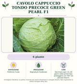 Cavolo Cappuccio Tondo precoce Green Pearl F1: 6 piante. Preferire il sole. Bagnature moderate. Sarchiare ogni 15–20 giorni nelle prime fasi; proteggere con TNT nei periodi freschi.. Immagine indicativa.