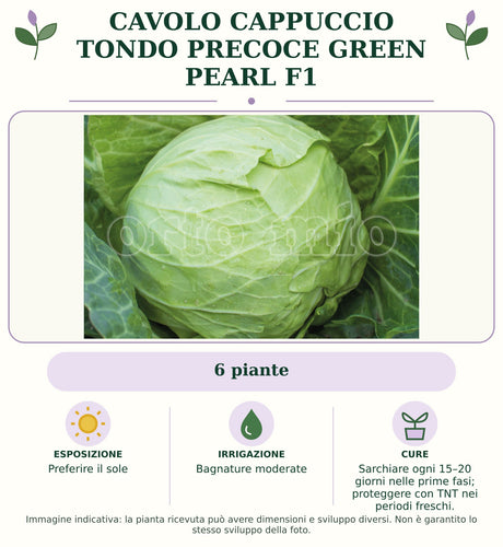 Cavolo Cappuccio Tondo precoce Green Pearl F1: 6 piante. Preferire il sole. Bagnature moderate. Sarchiare ogni 15–20 giorni nelle prime fasi; proteggere con TNT nei periodi freschi.. Immagine indicativa.