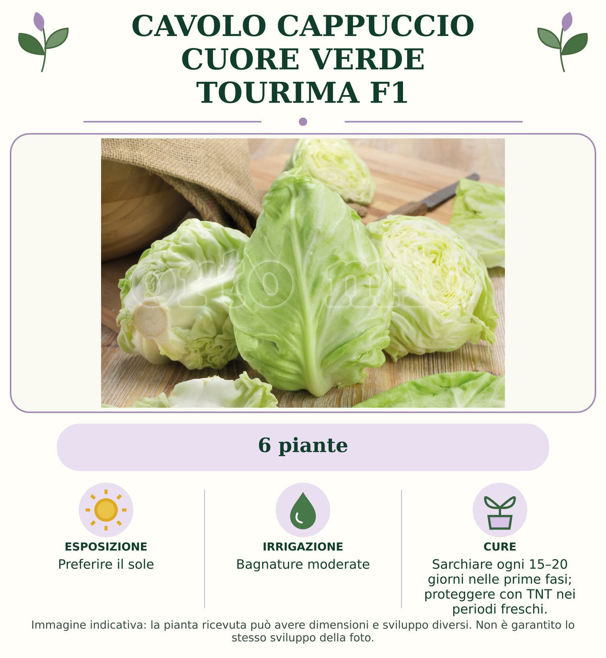 Cavolo Cappuccio Cuore verde Tourima F1: 6 piante. Preferire il sole. Bagnature moderate. Sarchiare ogni 15–20 giorni nelle prime fasi; proteggere con TNT nei periodi freschi.. Immagine indicativa.