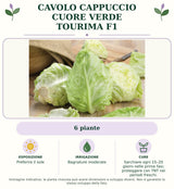 Cavolo Cappuccio Cuore verde Tourima F1: 6 piante. Preferire il sole. Bagnature moderate. Sarchiare ogni 15–20 giorni nelle prime fasi; proteggere con TNT nei periodi freschi.. Immagine indicativa.