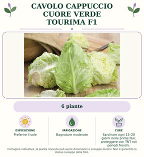 Cavolo Cappuccio Cuore verde Tourima F1: 6 piante. Preferire il sole. Bagnature moderate. Sarchiare ogni 15–20 giorni nelle prime fasi; proteggere con TNT nei periodi freschi.. Immagine indicativa.