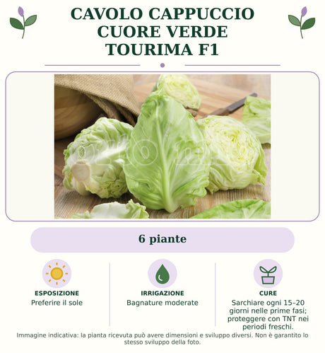 Cavolo Cappuccio Cuore verde Tourima F1: 6 piante. Preferire il sole. Bagnature moderate. Sarchiare ogni 15–20 giorni nelle prime fasi; proteggere con TNT nei periodi freschi.. Immagine indicativa.