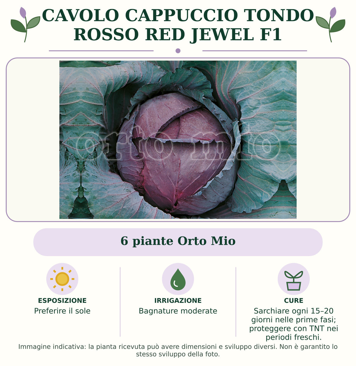 Cavolo Cappuccio Tondo Rosso Red Jewel F1: 6 piante Orto Mio. Preferire il sole. Bagnature moderate. Sarchiare ogni 15–20 giorni nelle prime fasi; proteggere con TNT nei periodi freschi.. Immagine indicativa.