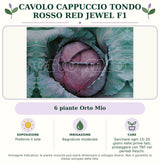Cavolo Cappuccio Tondo Rosso Red Jewel F1: 6 piante Orto Mio. Preferire il sole. Bagnature moderate. Sarchiare ogni 15–20 giorni nelle prime fasi; proteggere con TNT nei periodi freschi.. Immagine indicativa.