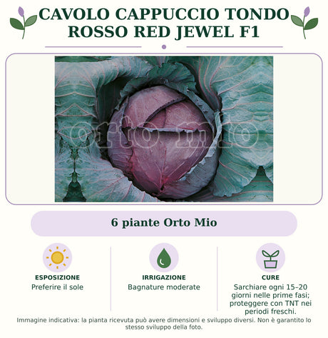 Cavolo Cappuccio Tondo Rosso Red Jewel F1: 6 piante Orto Mio. Preferire il sole. Bagnature moderate. Sarchiare ogni 15–20 giorni nelle prime fasi; proteggere con TNT nei periodi freschi.. Immagine indicativa.