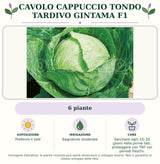 Cavolo Cappuccio Tondo Tardivo Gintama F1: 6 piante. Preferire il sole. Bagnature moderate. Sarchiare ogni 15–20 giorni nelle prime fasi; proteggere con TNT nei periodi freschi.. Immagine indicativa.