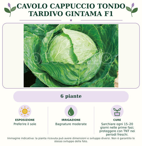 Cavolo Cappuccio Tondo Tardivo Gintama F1: 6 piante. Preferire il sole. Bagnature moderate. Sarchiare ogni 15–20 giorni nelle prime fasi; proteggere con TNT nei periodi freschi.. Immagine indicativa.