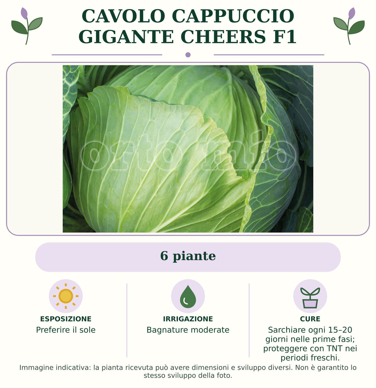 Cavolo Cappuccio Gigante Cheers F1: 6 piante. Preferire il sole. Bagnature moderate. Sarchiare ogni 15–20 giorni nelle prime fasi; proteggere con TNT nei periodi freschi.. Immagine indicativa.