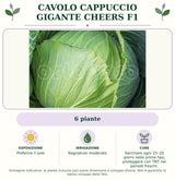 Cavolo Cappuccio Gigante Cheers F1: 6 piante. Preferire il sole. Bagnature moderate. Sarchiare ogni 15–20 giorni nelle prime fasi; proteggere con TNT nei periodi freschi.. Immagine indicativa.