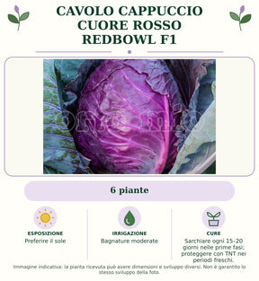 Cavolo Cappuccio Cuore rosso Redbowl F1: 6 piante. Preferire il sole. Bagnature moderate. Sarchiare ogni 15–20 giorni nelle prime fasi; proteggere con TNT nei periodi freschi.. Immagine indicativa.