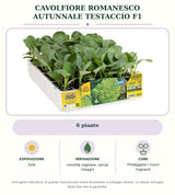 Cavolfiore romanesco autunnale Testaccio F1: 6 piante. Sole. Umidità regolare, senza ristagni. Proteggere i nuovi trapianti. Immagine indicativa.