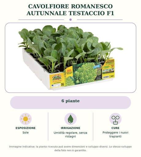 Cavolfiore romanesco autunnale Testaccio F1: 6 piante. Sole. Umidità regolare, senza ristagni. Proteggere i nuovi trapianti. Immagine indicativa.