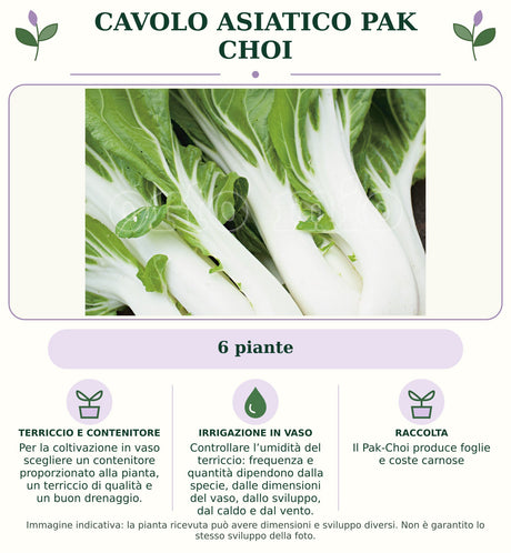 Cavolo asiatico Pak Choi: 6 piante. Per la coltivazione in vaso scegliere un contenitore proporzionato alla pianta, un terriccio di qualità e un buon drenaggio.. Controllare l’umidità del terriccio: frequenza e quantità dipendono dalla specie, dalle dimensioni del vaso, dallo sviluppo, dal caldo e dal vento.. Il Pak-Choi produce foglie e coste carnose. Immagine indicativa.