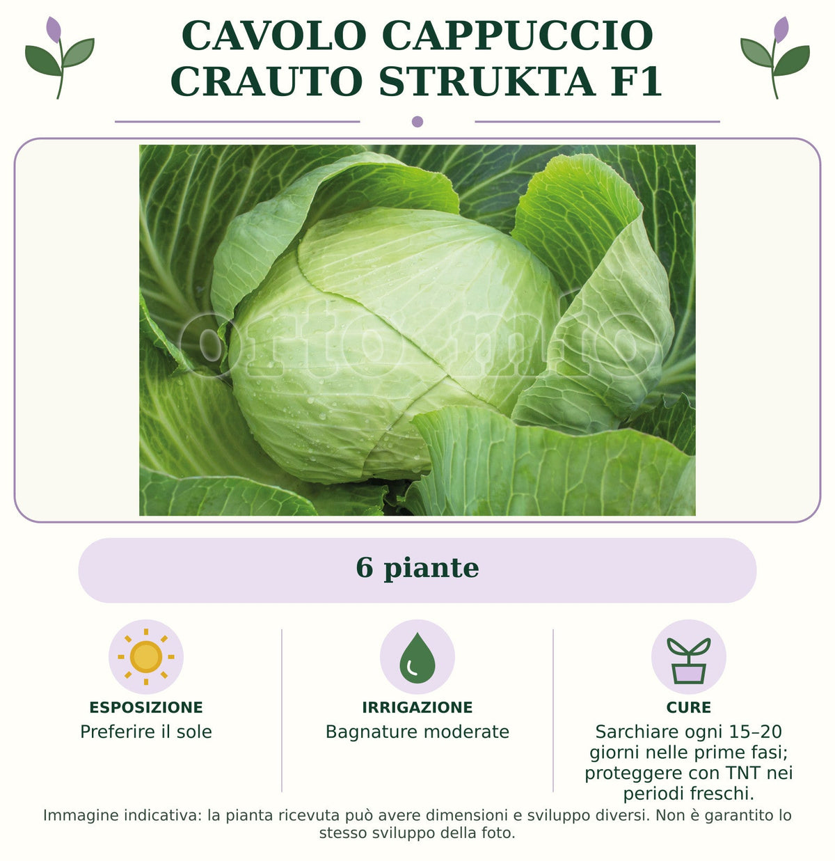 Cavolo Cappuccio Crauto Strukta F1: 6 piante. Preferire il sole. Bagnature moderate. Sarchiare ogni 15–20 giorni nelle prime fasi; proteggere con TNT nei periodi freschi.. Immagine indicativa.