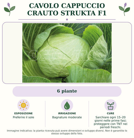 Cavolo Cappuccio Crauto Strukta F1: 6 piante. Preferire il sole. Bagnature moderate. Sarchiare ogni 15–20 giorni nelle prime fasi; proteggere con TNT nei periodi freschi.. Immagine indicativa.