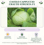 Cavolo Cappuccio Crauto Strukta F1: 6 piante. Preferire il sole. Bagnature moderate. Sarchiare ogni 15–20 giorni nelle prime fasi; proteggere con TNT nei periodi freschi.. Immagine indicativa.