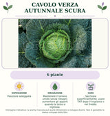 Cavolo Verza Autunnale scura: 6 piante. Posizione soleggiata. Mantenere il terreno umido senza ristagni; aumentare gli apporti quando la testa si ingrossa.. Sarchiare superficialmente; usare TNT dopo il trapianto o nel freddo.. Immagine indicativa.