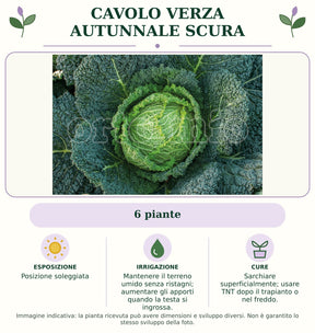 Cavolo Verza Autunnale scura: 6 piante. Posizione soleggiata. Mantenere il terreno umido senza ristagni; aumentare gli apporti quando la testa si ingrossa.. Sarchiare superficialmente; usare TNT dopo il trapianto o nel freddo.. Immagine indicativa.