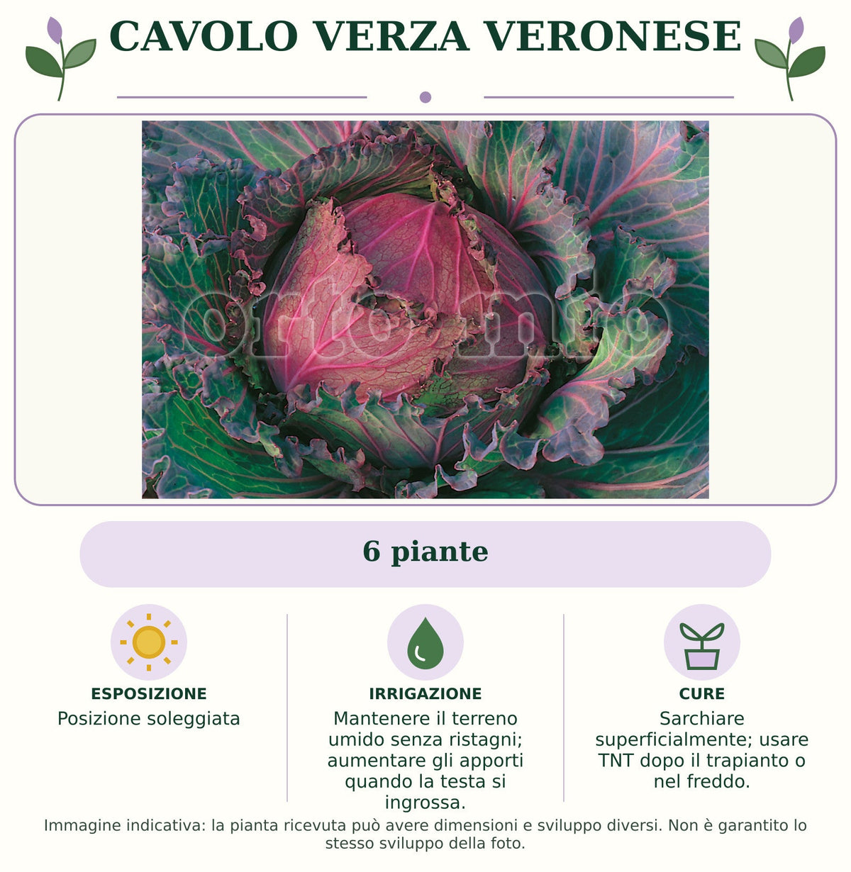 Cavolo Verza Veronese: 6 piante. Posizione soleggiata. Mantenere il terreno umido senza ristagni; aumentare gli apporti quando la testa si ingrossa.. Sarchiare superficialmente; usare TNT dopo il trapianto o nel freddo.. Immagine indicativa.