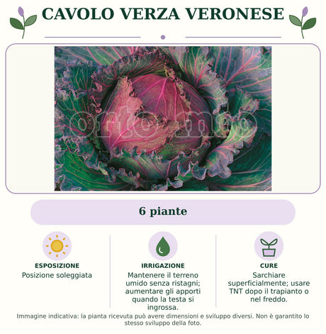 Cavolo Verza Veronese: 6 piante. Posizione soleggiata. Mantenere il terreno umido senza ristagni; aumentare gli apporti quando la testa si ingrossa.. Sarchiare superficialmente; usare TNT dopo il trapianto o nel freddo.. Immagine indicativa.