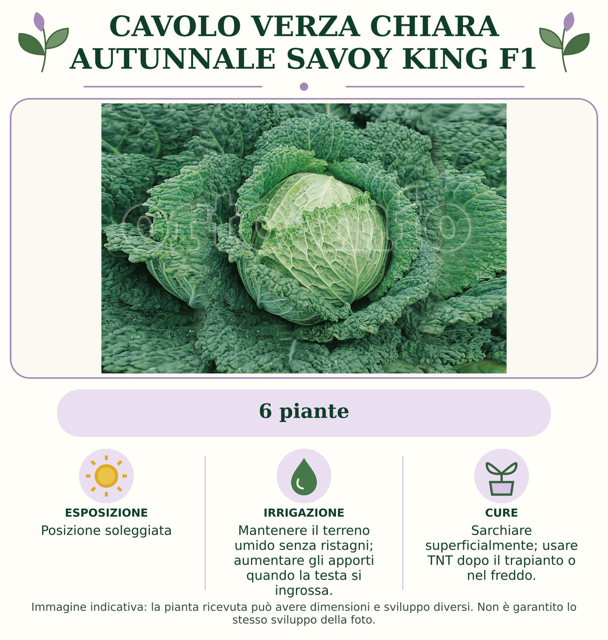 Cavolo verza chiara autunnale Savoy King F1: 6 piante. Posizione soleggiata. Mantenere il terreno umido senza ristagni; aumentare gli apporti quando la testa si ingrossa.. Sarchiare superficialmente; usare TNT dopo il trapianto o nel freddo.. Immagine indicativa.