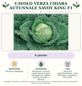 Cavolo verza chiara autunnale Savoy King F1: 6 piante. Posizione soleggiata. Mantenere il terreno umido senza ristagni; aumentare gli apporti quando la testa si ingrossa.. Sarchiare superficialmente; usare TNT dopo il trapianto o nel freddo.. Immagine indicativa.