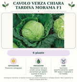 Cavolo verza chiara tardiva Morama F1: 6 piante. Posizione soleggiata. Mantenere il terreno umido senza ristagni; aumentare gli apporti quando la testa si ingrossa.. Sarchiare superficialmente; usare TNT dopo il trapianto o nel freddo.. Immagine indicativa.