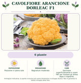 Cavolfiore Arancione Dorleac F1: 6 piante. Posizione in pieno sole. Bagnature moderate. Sarchiare superficialmente e usare TNT per limitare gli stress dopo il trapianto.. Immagine indicativa.